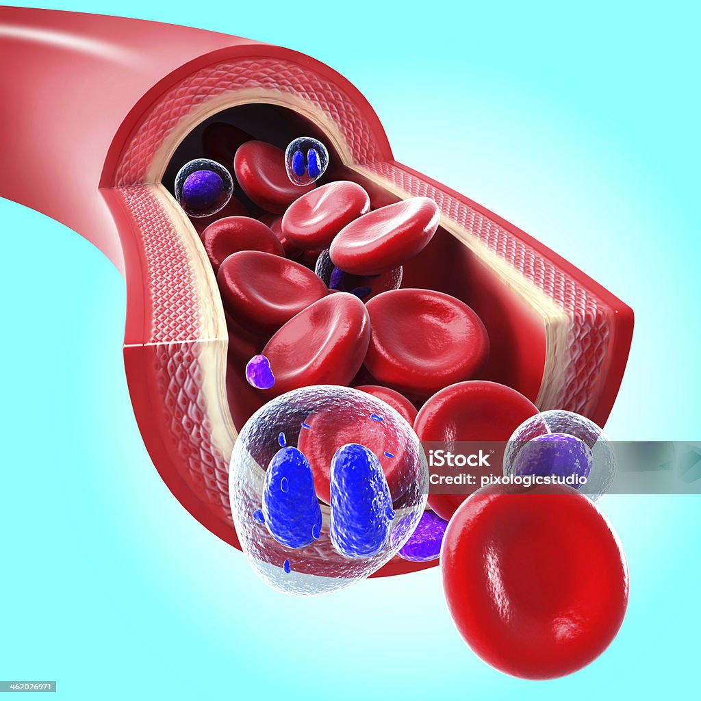 Red Blood Cells Flowing Through A Vein Stock Photo - Download Image Now -  Animal, Biomedical Illustration, Cutting - iStock