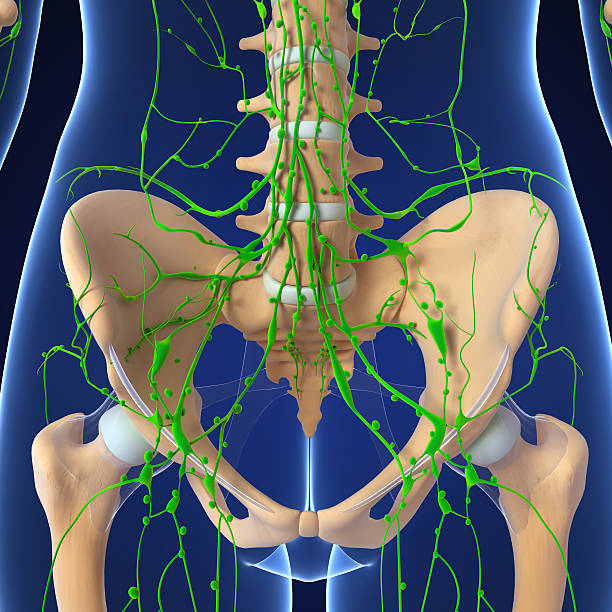 istock lymphatic system of female skeleton 462026973
