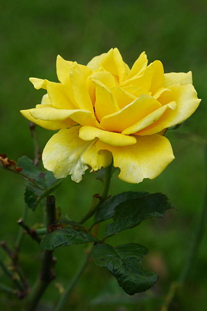 istock yellow rose in garden 462027965