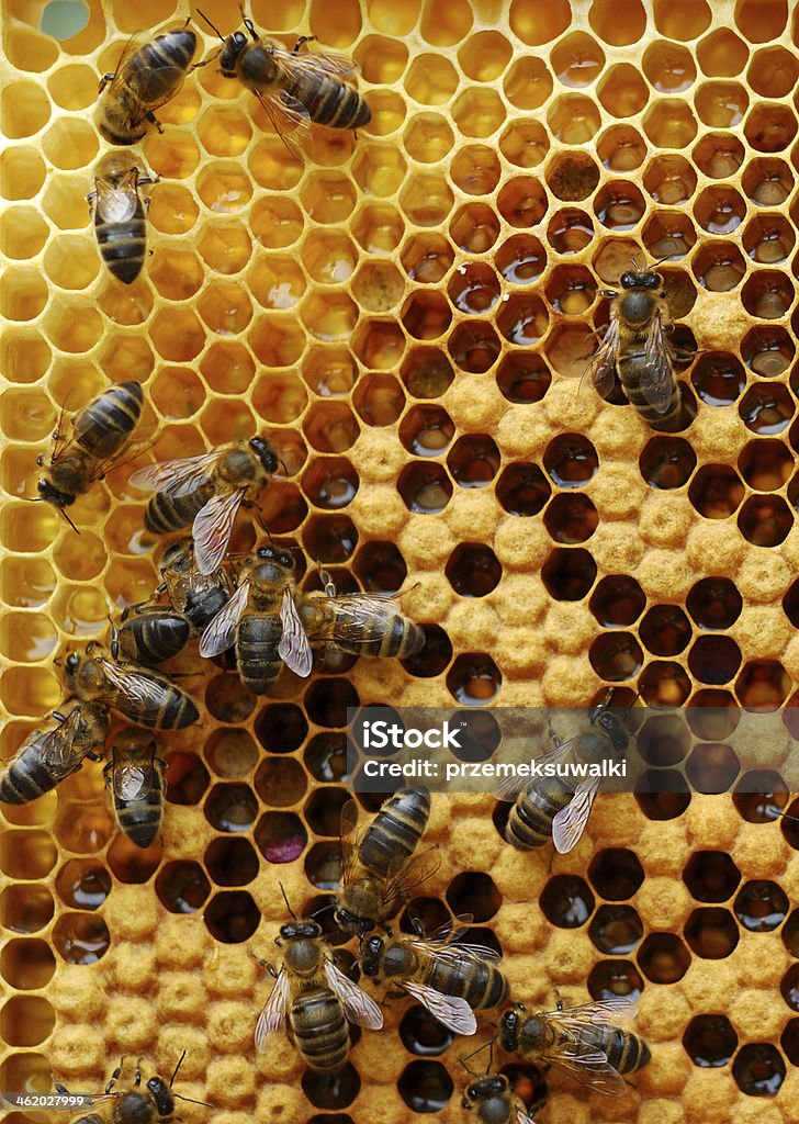 Honeycomb beekeeping Bee Stock Photo