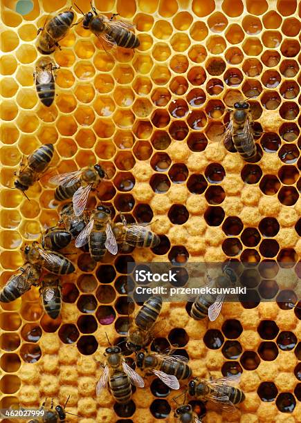 Honeycomb Stock Photo - Download Image Now - Bee, Togetherness, Activity