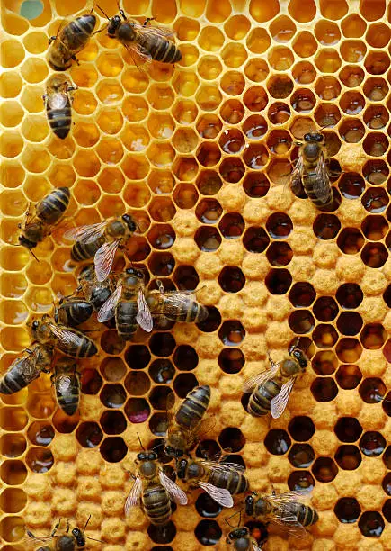 Photo of Honeycomb