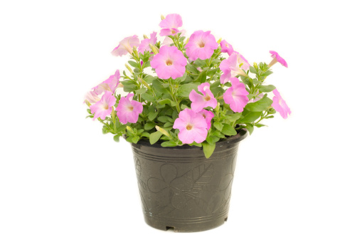 petunia in flower pot isolated on white background