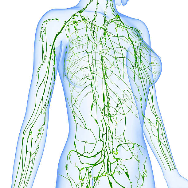 sistema linfático de hembra - lymphatic system fotografías e imágenes de stock