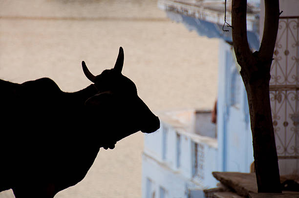 istock Silhouette of a street cow Pushkar. 462029419