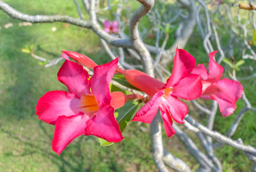 Azalea flowerAzalea flower