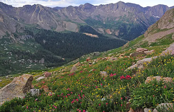 Photo of Alpine Meadow, Rocky Mountains, USA