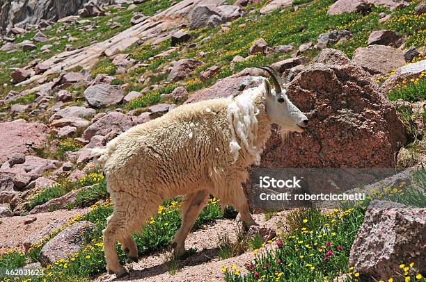 Mountain Goat Rocky Mountains Stock Photo - Download Image Now - Animal Wildlife, Bear, Colorado