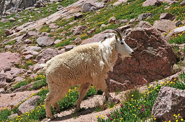 Photo of Mountain Goat, Rocky Mountains