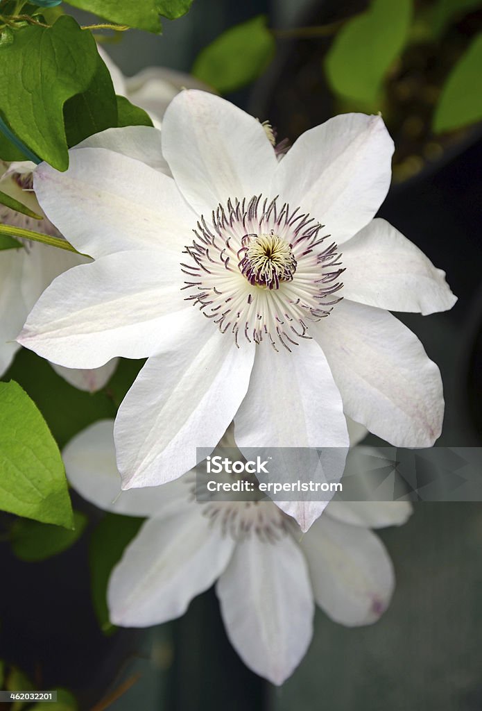 White spring clematis flowers Beautiful white spring clematis flowers in bloom Beauty In Nature Stock Photo