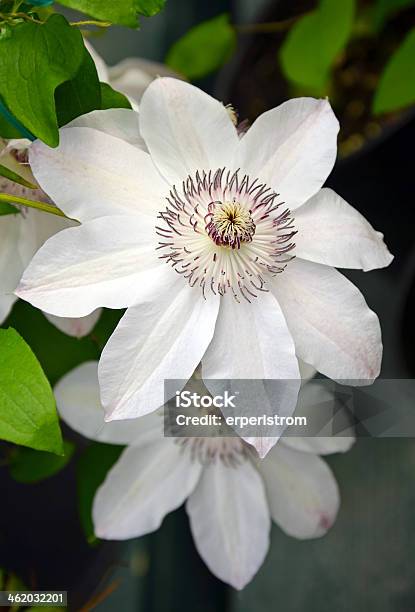 White Spring Clematis Flowers Stock Photo - Download Image Now - Beauty In Nature, Blossom, Botany