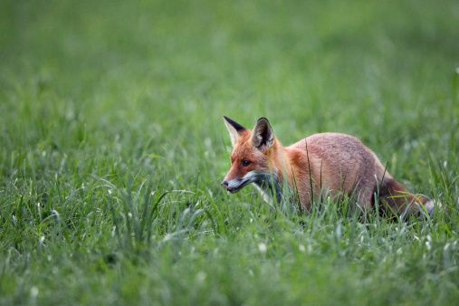 Fox in the morning dew, in the clearing