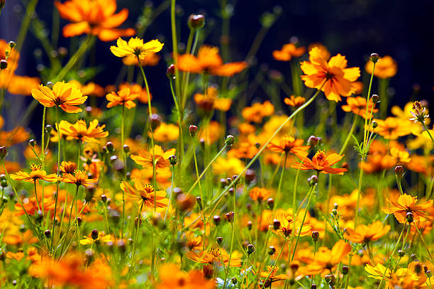 istock Wildflower of Thailand 462039985