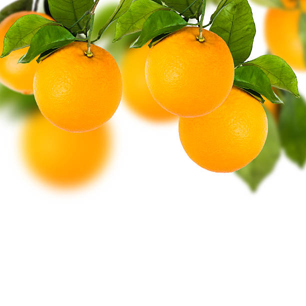 istock Tree of Sweet oranges with white background 462040903