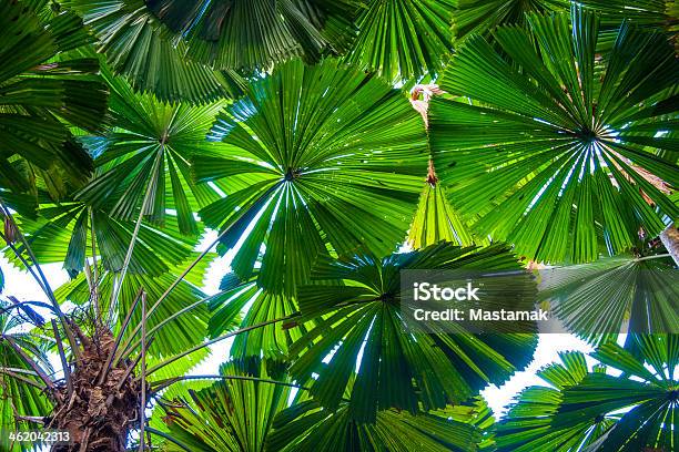 Licuala Fan Palms Stock Photo - Download Image Now - Tree Canopy, Rainforest, Cape Tribulation