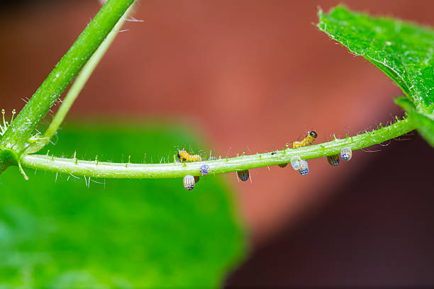 Caterpillar and egg of Leopard lacewing butterfly Mature eggs and new born caterpillar of Leopard lacewing butterfly on host plant egg to caterpillar stock pictures, royalty-free photos & images