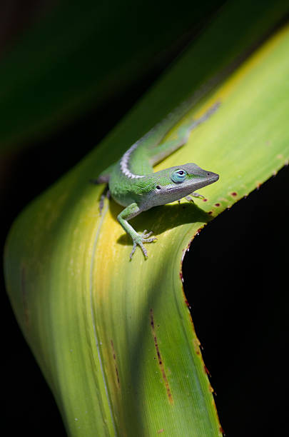 istock Green Anole on ti plant 462043593