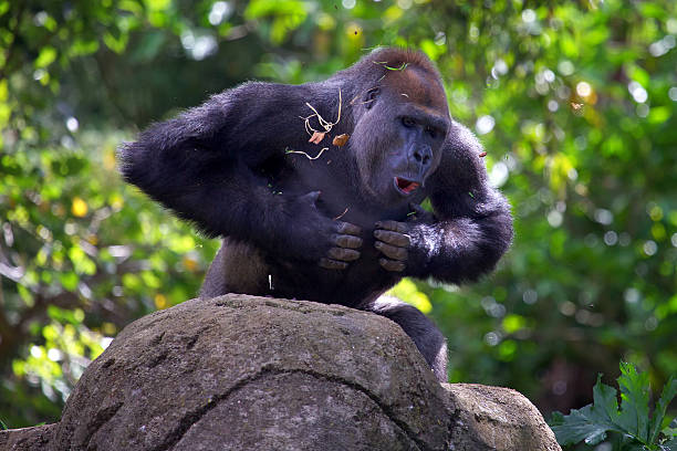 Silverback gorilla beating chest Silverback gorilla beating his chest in an aggressive manner. gorilla photos stock pictures, royalty-free photos & images