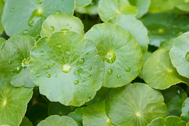 istock Water Pennywort or Centella asiatica leaf 462047057