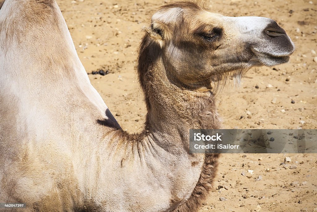 Camel - Photo de Animaux à l'état sauvage libre de droits