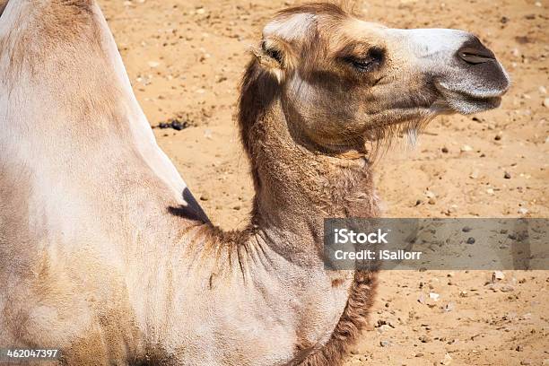 Photo libre de droit de Camel banque d'images et plus d'images libres de droit de Animaux à l'état sauvage - Animaux à l'état sauvage, Blanc, Bosse