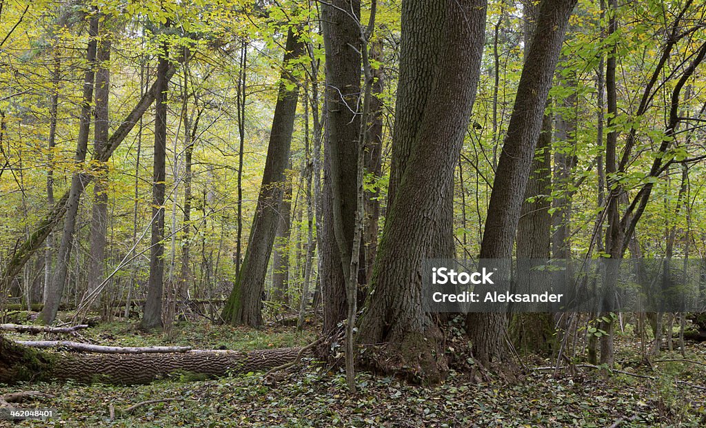 Old alder trees in fall Group of old alder tree trunks in natural fres stand of Bialowieza Forest Alder Tree Stock Photo