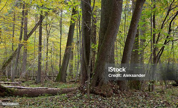 Old Alder Trees In Fall Stock Photo - Download Image Now - Alder Tree, Autumn, Bialowieza