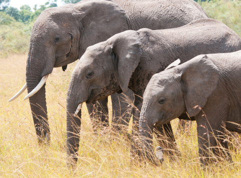 three elephants in a row grazing in the savannah in africa - national park masai mara in kenya