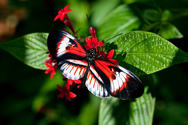 istock Heliconius butterfly Piano key 462048679