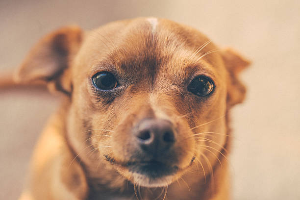 istock Close-up of Small Mixed-Breed Dog 462048873