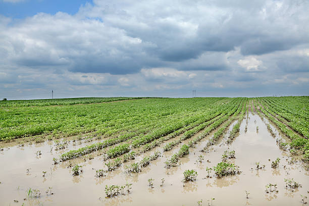 a agricultura, iluminadas campo de soja - monocultura - fotografias e filmes do acervo