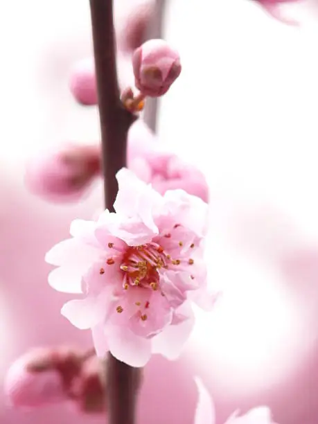 Photo of Big Sakura flowers