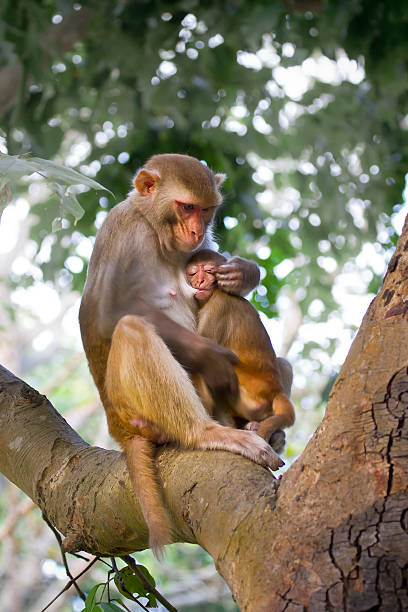istock Mother Rhesus macaque with sucking baby 462050327