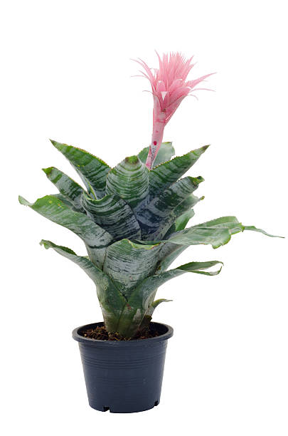 Bromeliad Bromeliad  isolated on white background aechmea fasciata stock pictures, royalty-free photos & images