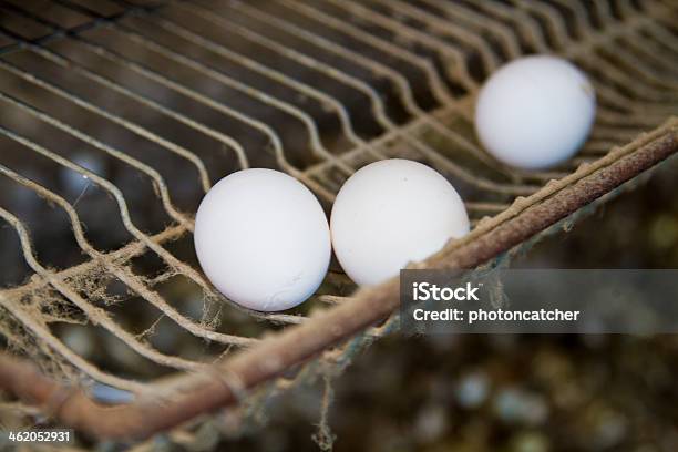 Three Eggs Stock Photo - Download Image Now - Animal, Animal Egg, Baby Chicken