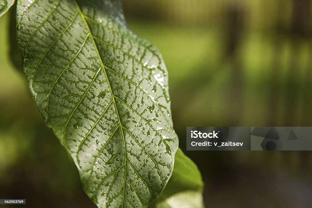 Green leaves of walnut Green leaves of walnut after rain, abstract background Abstract Stock Photo