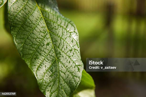 Green Leaves Of Walnut Stock Photo - Download Image Now - Abstract, Backgrounds, Beauty Product