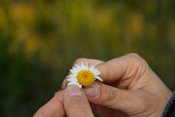 love test with daisy in nature