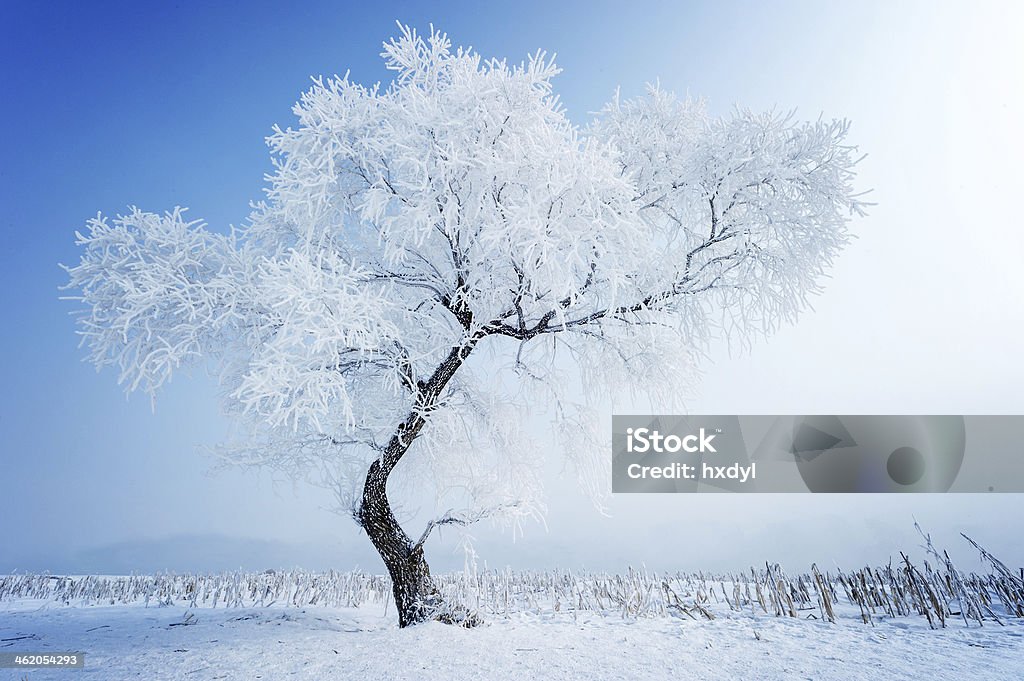 Trees  frost and landscape in snow Blizzard Stock Photo