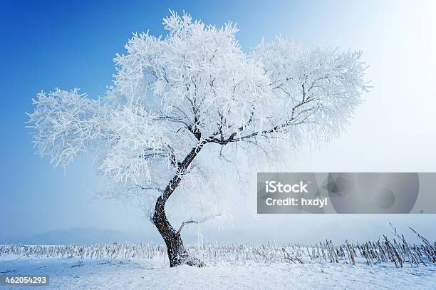 Trees Frost And Landscape In Snow Stock Photo - Download Image Now - Blizzard, Blue, City