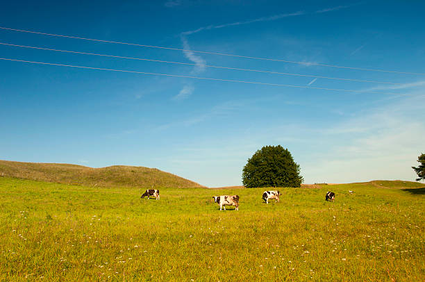 Suwalki Landscape stock photo