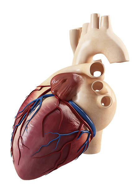 istock Anatomy of heart 462054675
