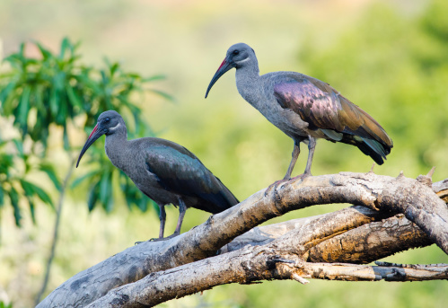 A pair of Hadada Ibis birds perched on a dead branch of a tree in soft light