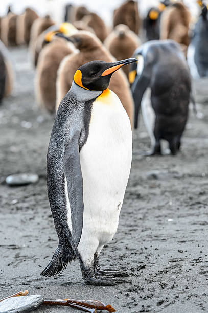 istock Penguins of South Georgia 462055875