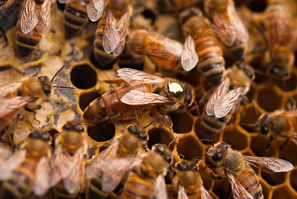istock Close-up of queen bee surrounded by workers 462058911