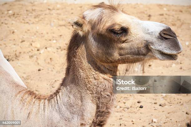 Kamel Stockfoto und mehr Bilder von Afrika - Afrika, Braun, Buckel