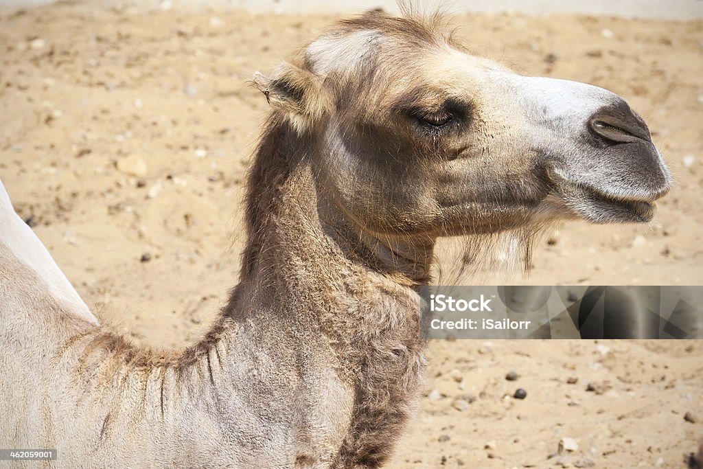 camelo - Foto de stock de Animal royalty-free