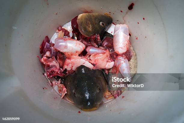 Carp Fish Preparation Stock Photo - Download Image Now - Adult, Animal, Animal Blood