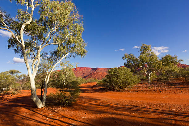 Mt Augustus Mt Augustus in the background,Western Australia. the pilbara stock pictures, royalty-free photos & images