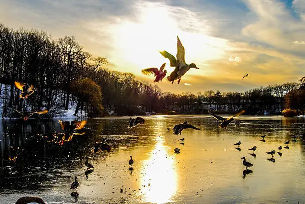 Photo of Birds of Bayside New York